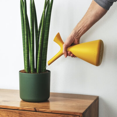 O nas Plants Store Gallery Img 2