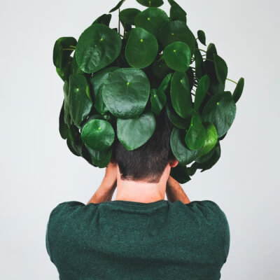 O nas Plants Store Gallery Img 3