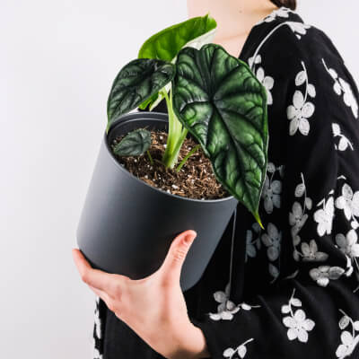 O nas Plants Store Gallery Img 4