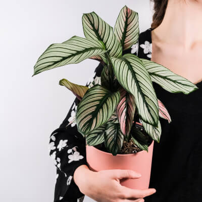 O nas Plants Store Gallery Img 5