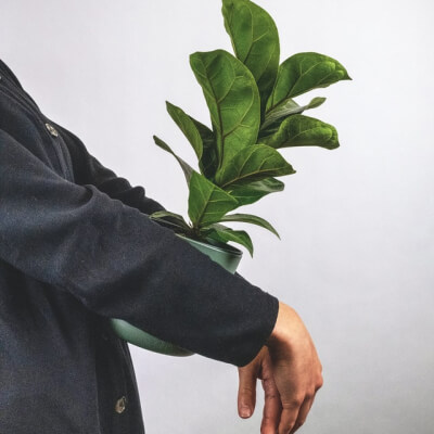 O nas Plants Store Gallery Img 6